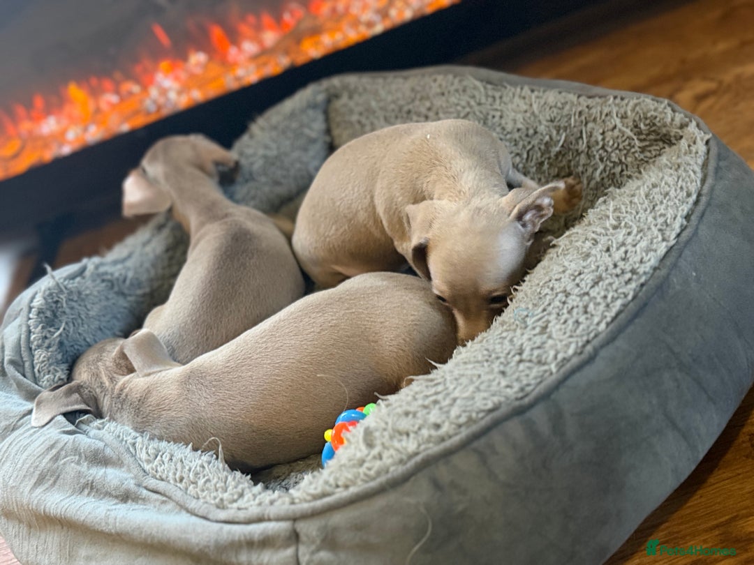 Mixed Breed dogs for sale: Isabella puppies  - Advert 3