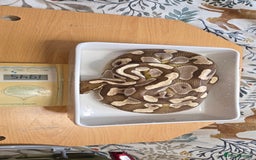 Python Snake reptiles for sale: 3 adult Royal pythons and 4' vivariums  - Image 16