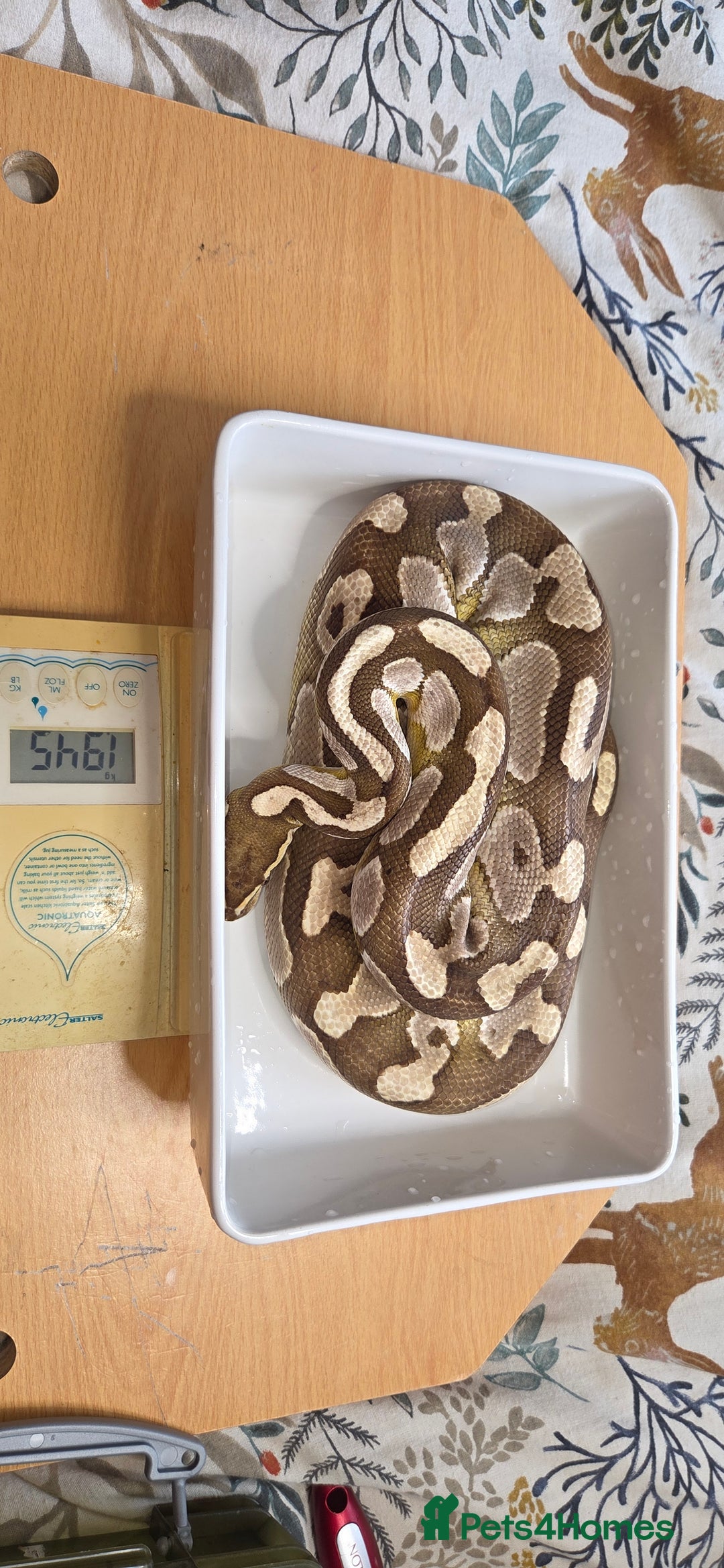 Python Snake reptiles for sale: 3 adult Royal pythons and 4' vivariums  - Image 16