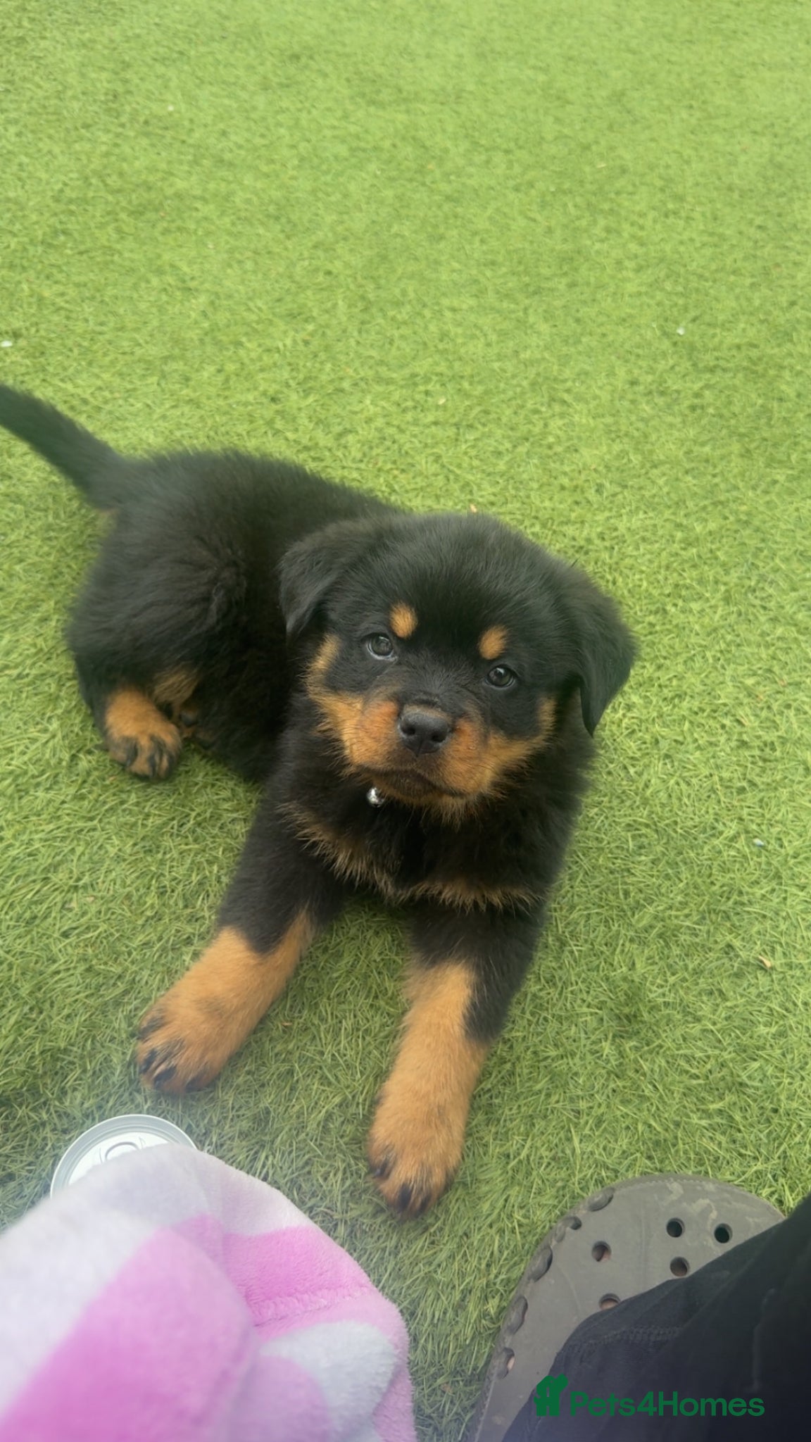 Rottweiler dogs Rottweiler  - Advert 1
