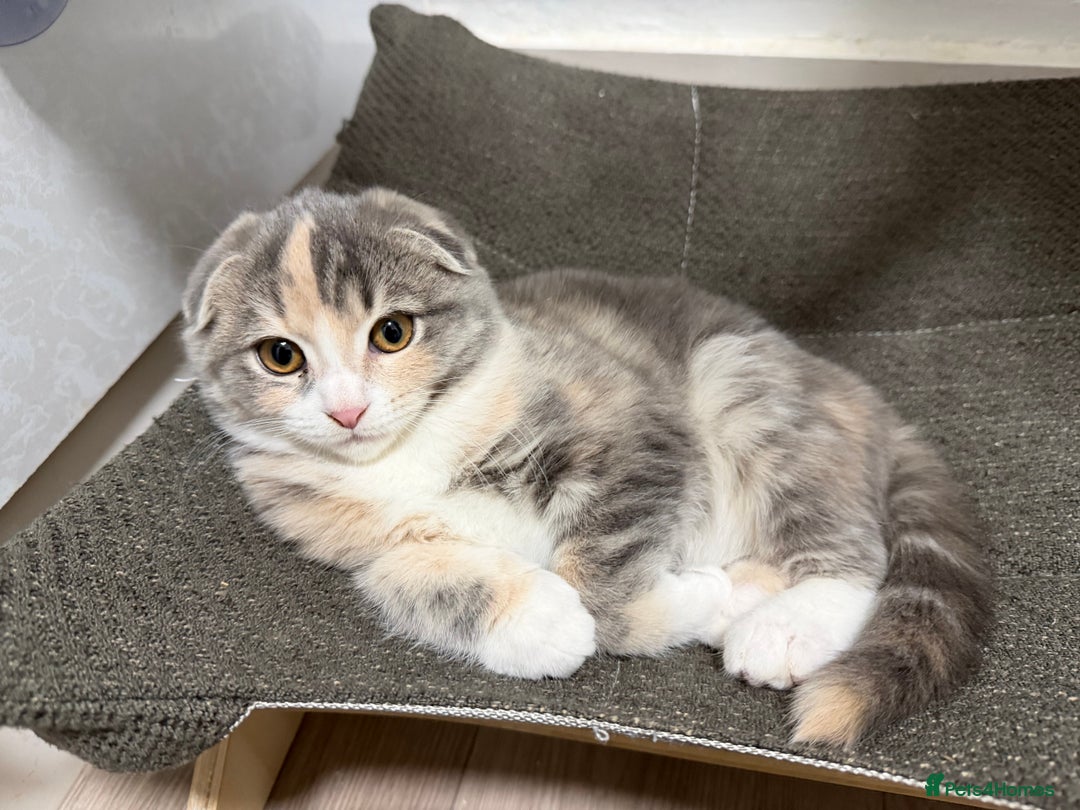 Mixed Breed cats for sale: Fold x Maine coon girls - Advert 10