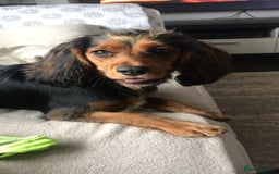 Cocker Spaniel dogs for sale: Stunning KC registered Working Cocker Spaniels  - Image 40