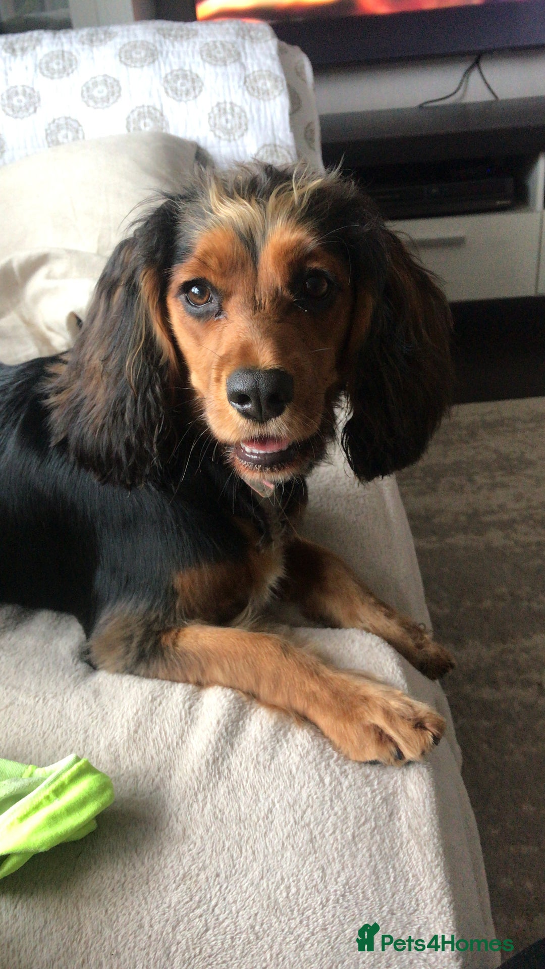 Cocker Spaniel dogs for sale: Stunning KC registered Working Cocker Spaniels  - Image 40