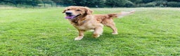 Golden Retriever dogs for stud: Stunning dark red golden retriever  - Advert 1
