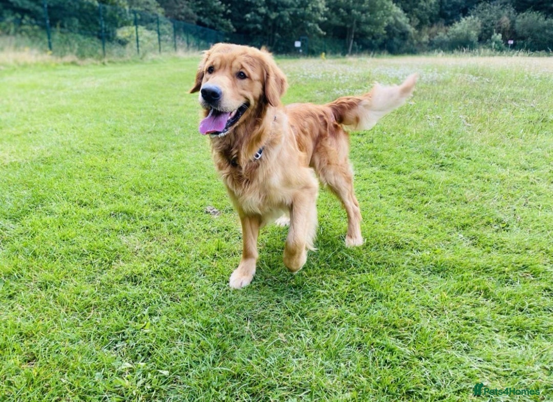 Golden Retriever dogs for stud: Stunning dark red golden retriever  - Image 1