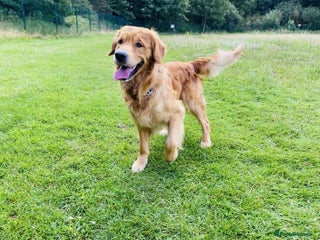 Golden Retriever dogs - Advert 1
