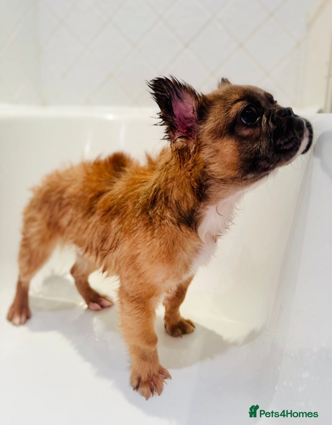 French Bulldog dogs for sale: FULL FLUFFY KC REG FRENCH BULLDOGS–MOTHER & SON  - Advert 5