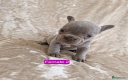 French Bulldog dogs for sale: French Bulldog Puppies  - Image 10