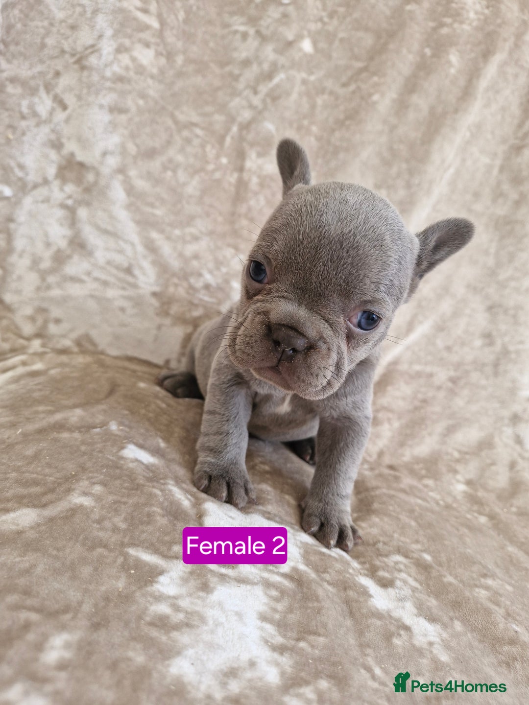 French Bulldog dogs for sale: French Bulldog Puppies  - Image 10