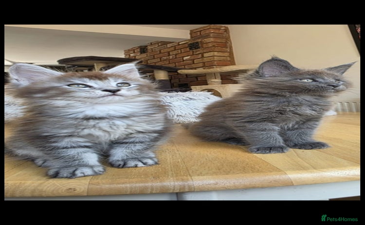 Maine Coon cats - Advert 9