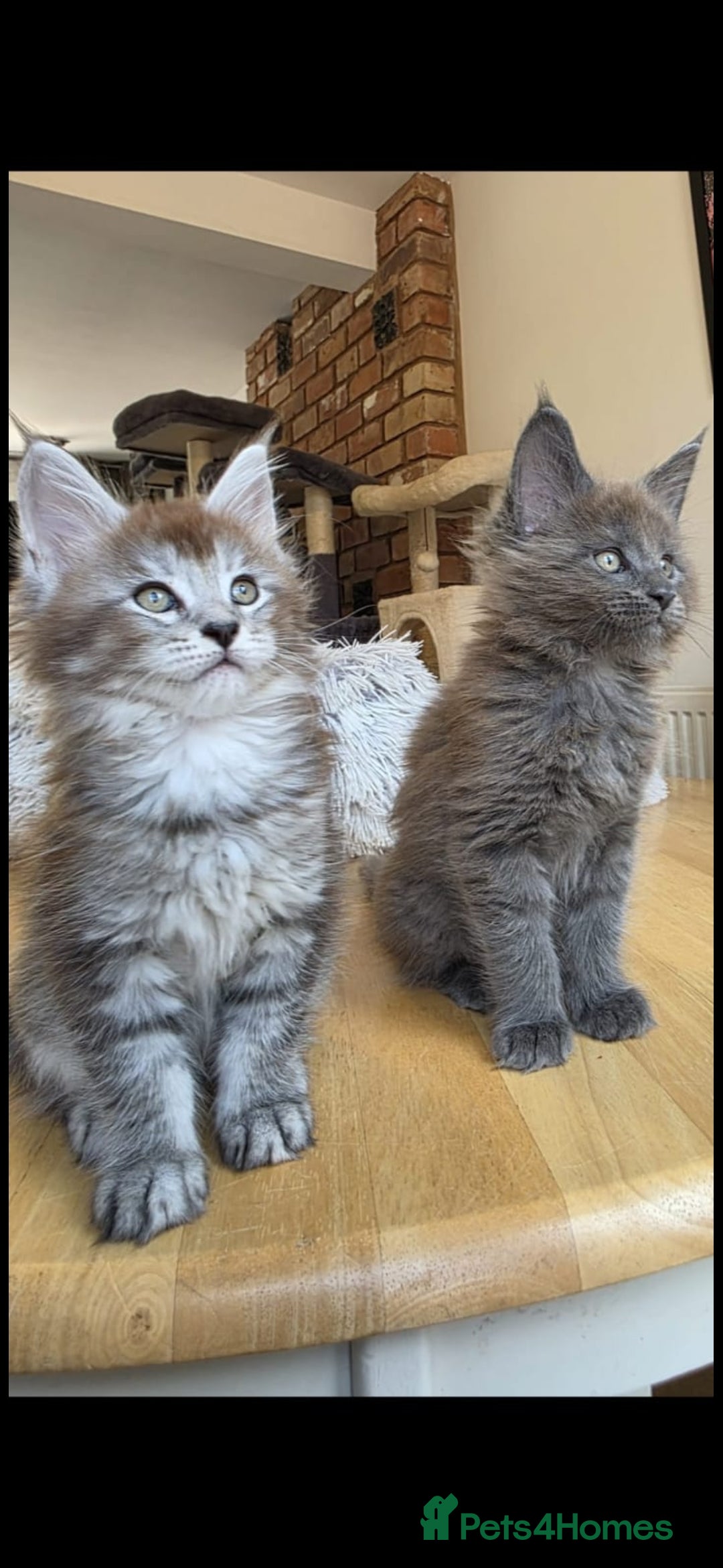 Maine Coon cats for sale: Maine coon pedigree kittens  - Image 4