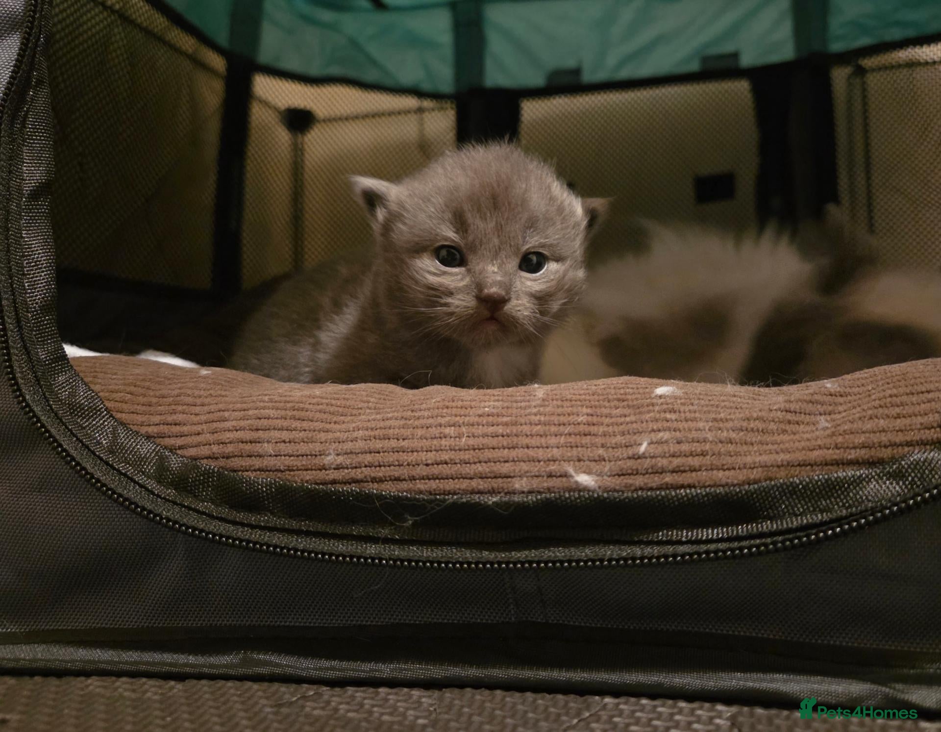Ragdoll cats 1 rare blue solid pedigree ragdoll left 💙 - Advert 1