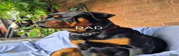 Rottweiler dogs for sale: Rottweiler Puppies  - Advert 3