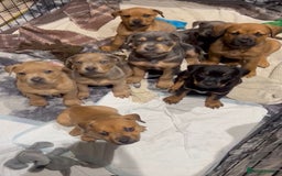 Mixed Breed dogs for sale: STAFFWEILERS LAST 2 GIRLS e Cream and d CARRIERS - Image 1