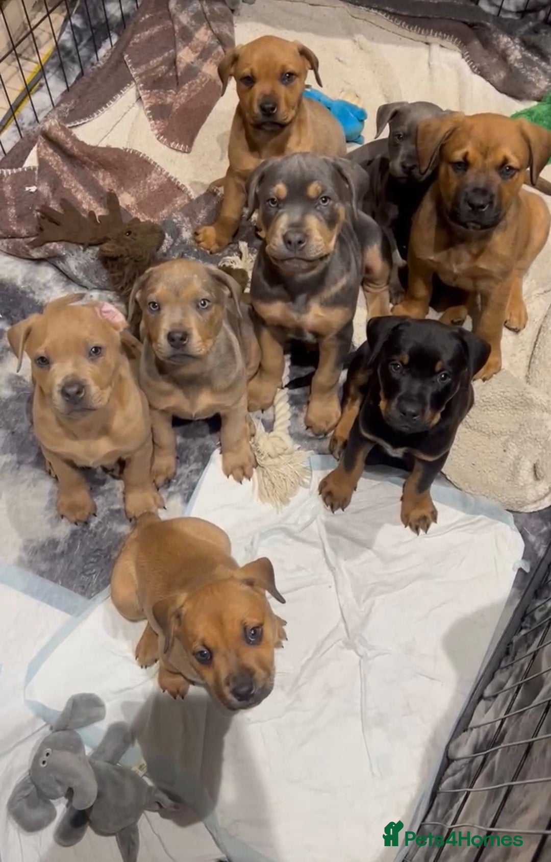 Mixed Breed dogs for sale: STAFFWEILERS LAST 2 GIRLS e Cream and d CARRIERS - Image 1