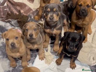 Mixed Breed dogs - Advert 3