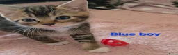 Mixed Breed cats for sale: Beautiful kittens looking for their forever homes  - Advert 23