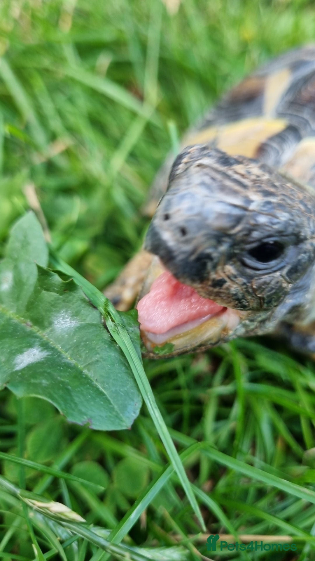 Hermann Tortoise reptiles for sale: Meet Speedy. 10 years male Hermann Tortoise  - Image 6