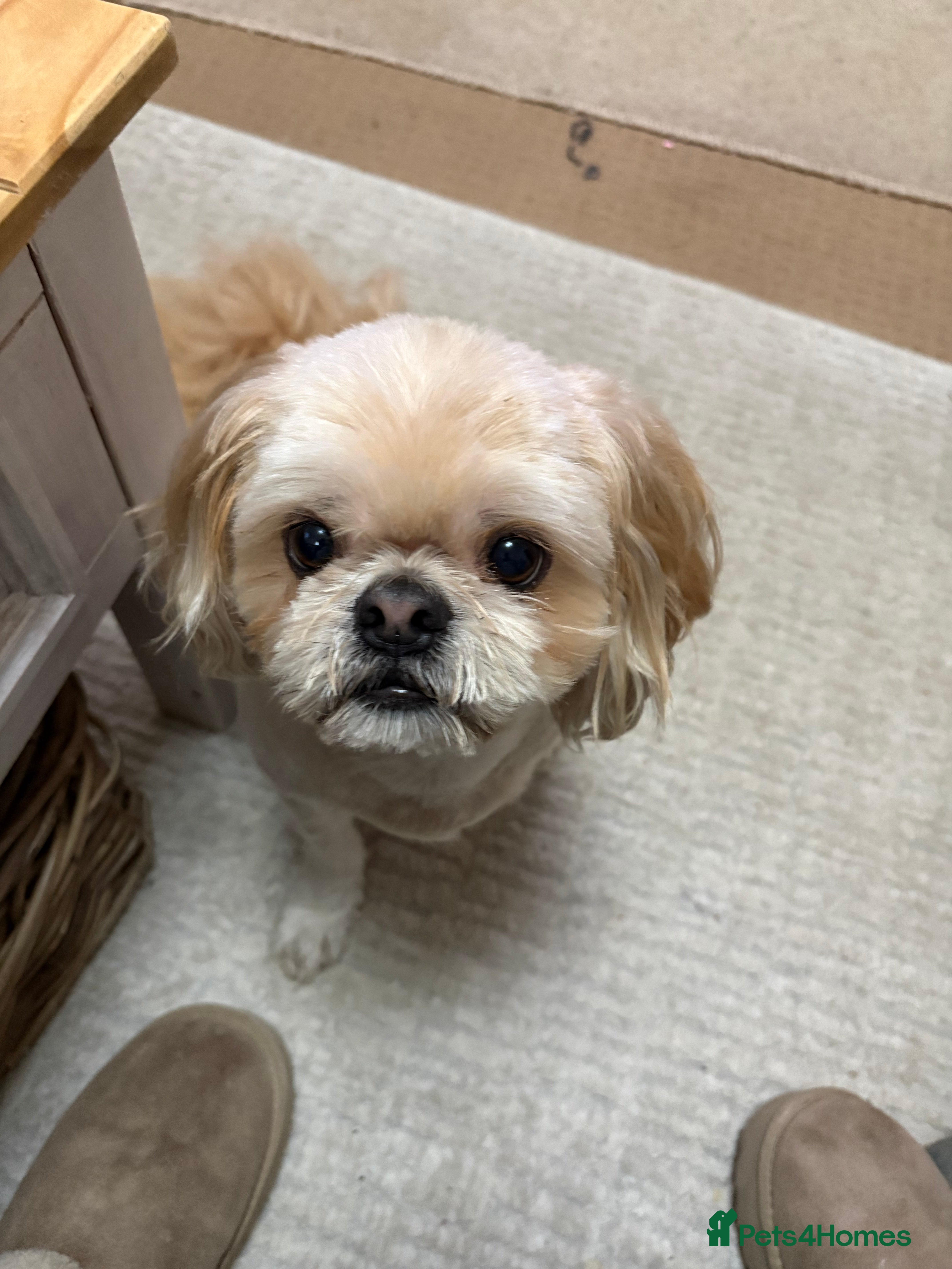 Shih Tzu dogs Male Shih Tzu Chewie 6 years old - Advert 7