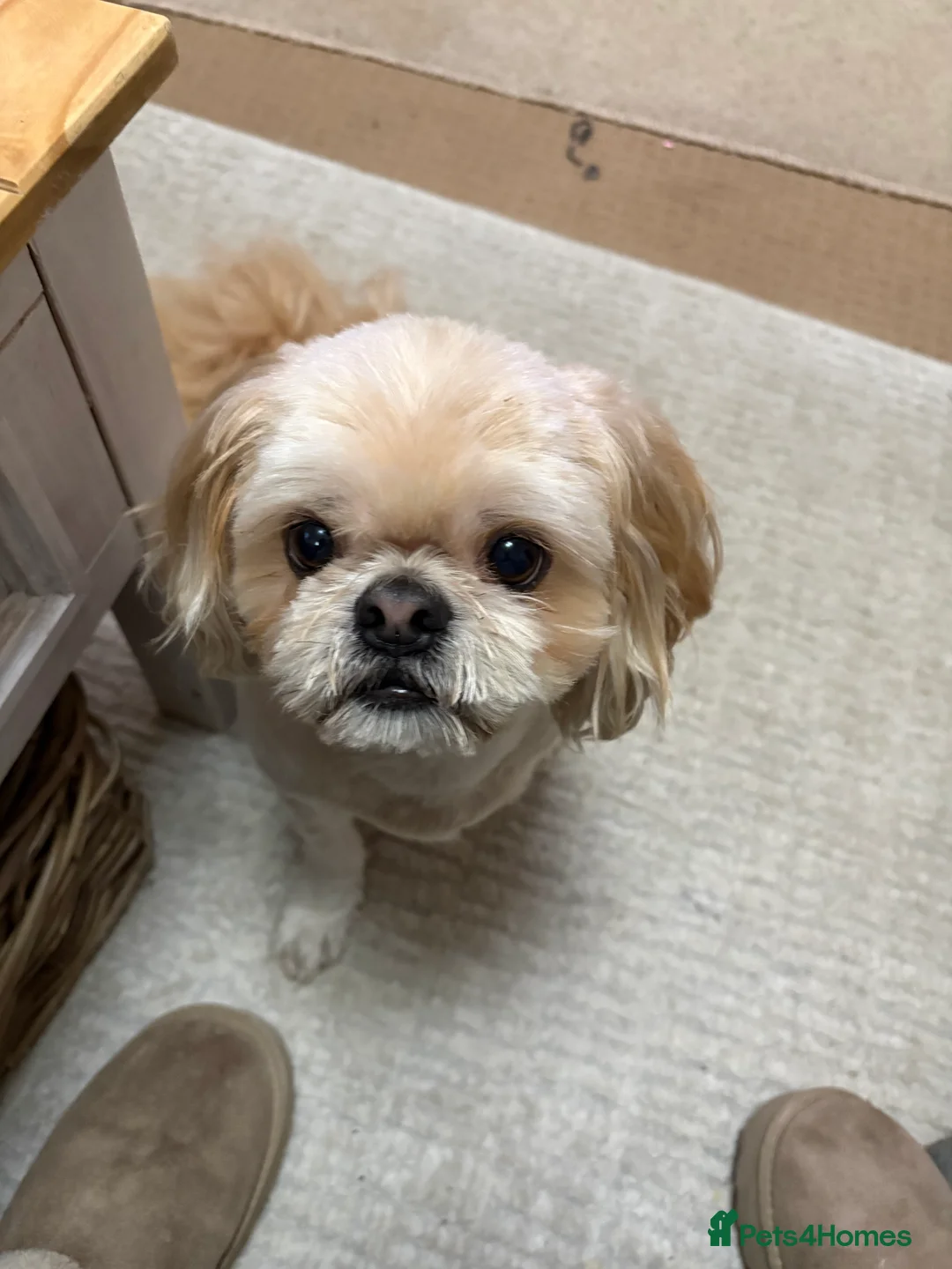 Shih Tzu dogs for sale: Male Shih Tzu Chewie 6 years old - Advert 1