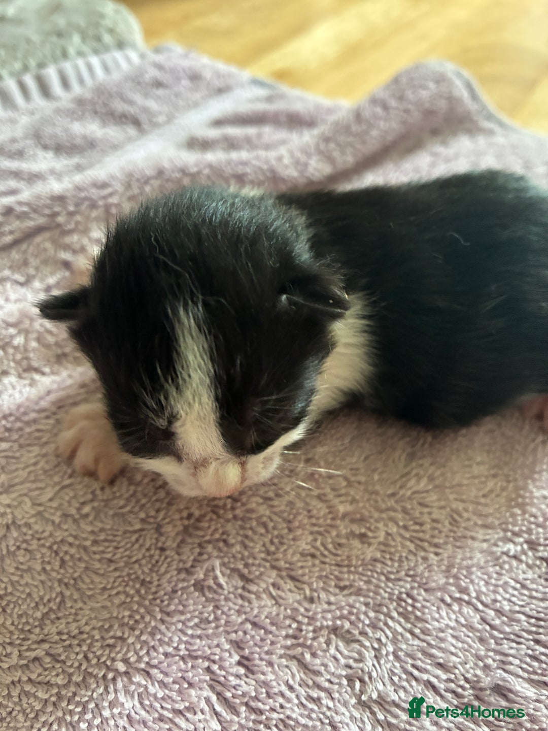 Mixed Breed cats for sale: 2 beautiful boy kittens for sale - Image 3