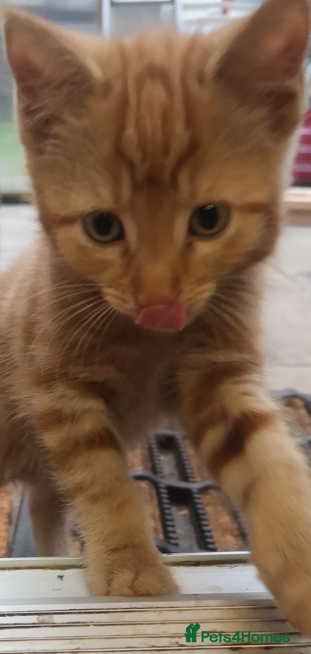 Mixed Breed cats for sale: Beautiful kitten looking for new home - Advert 2