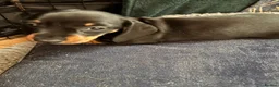 Jackshund dogs for sale: Stunning litter of jackshounds  in Cambridge - Advert 9