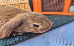 Mini Lop rabbits for sale: Various ages mini lops ready to go - Image 10