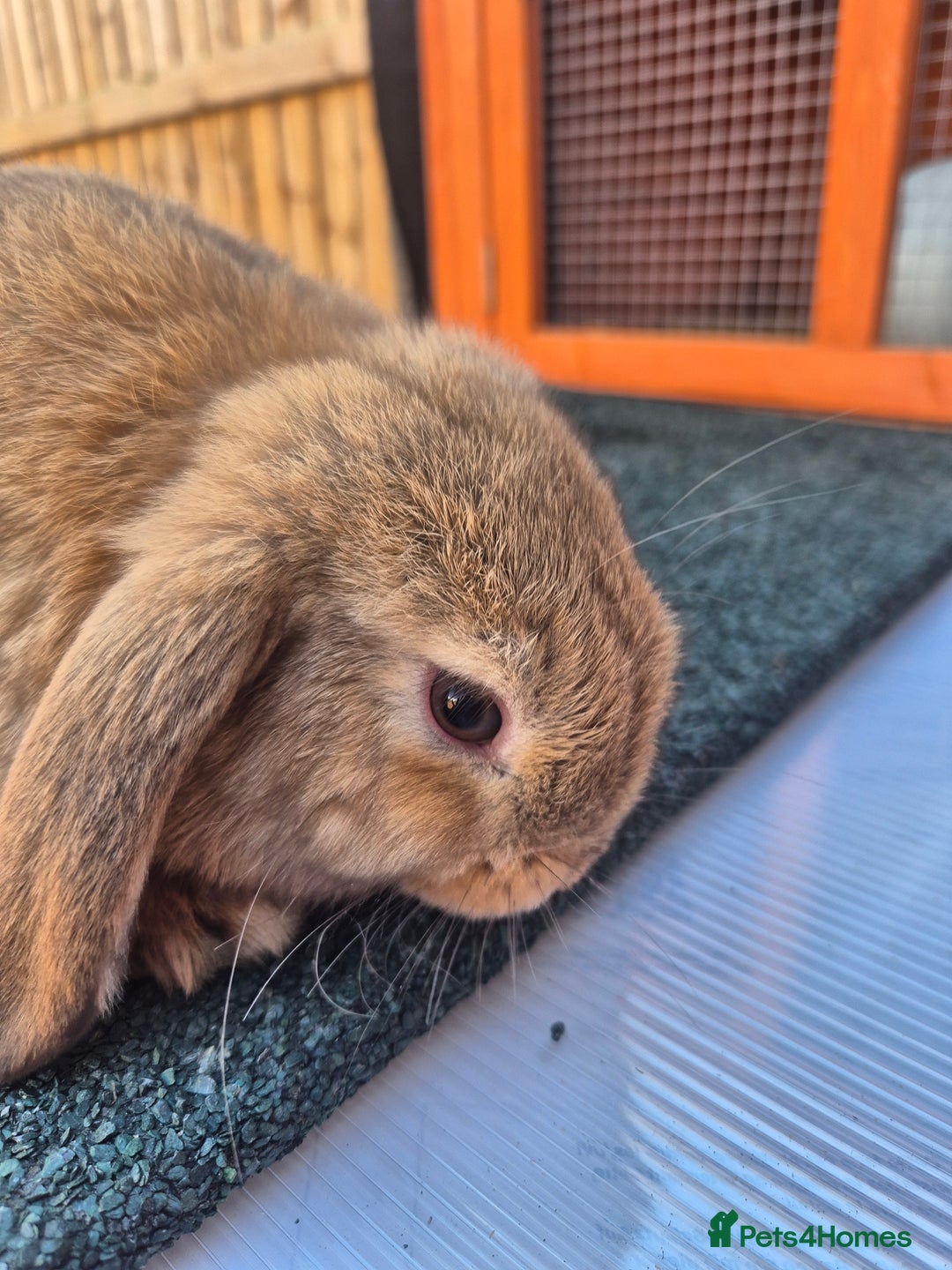 Mini Lop rabbits for sale: Various ages mini lops ready to go - Image 10