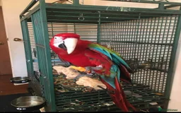 Macaws birds for sale: Beautiful Blue and gold Macaw, Green Wing Macaws - Image 7