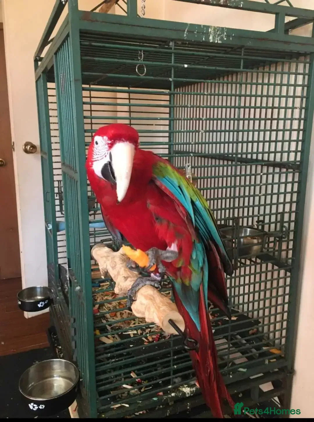 Macaws birds for sale: Beautiful Blue and gold Macaw, Green Wing Macaws - Image 7