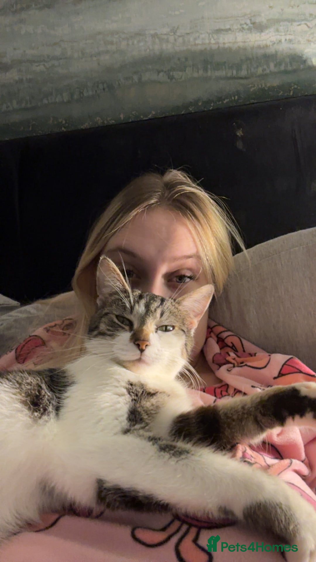 Domestic Shorthair cats for sale: Luna needs a new home! - Image 7