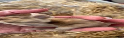 Mini Lop rabbits for sale: Beautiful giant French-mini lops  - Advert 16