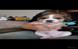 Beagle dogs for sale: Really cute beagle puppies !🐶🐶❤️ - Image 11