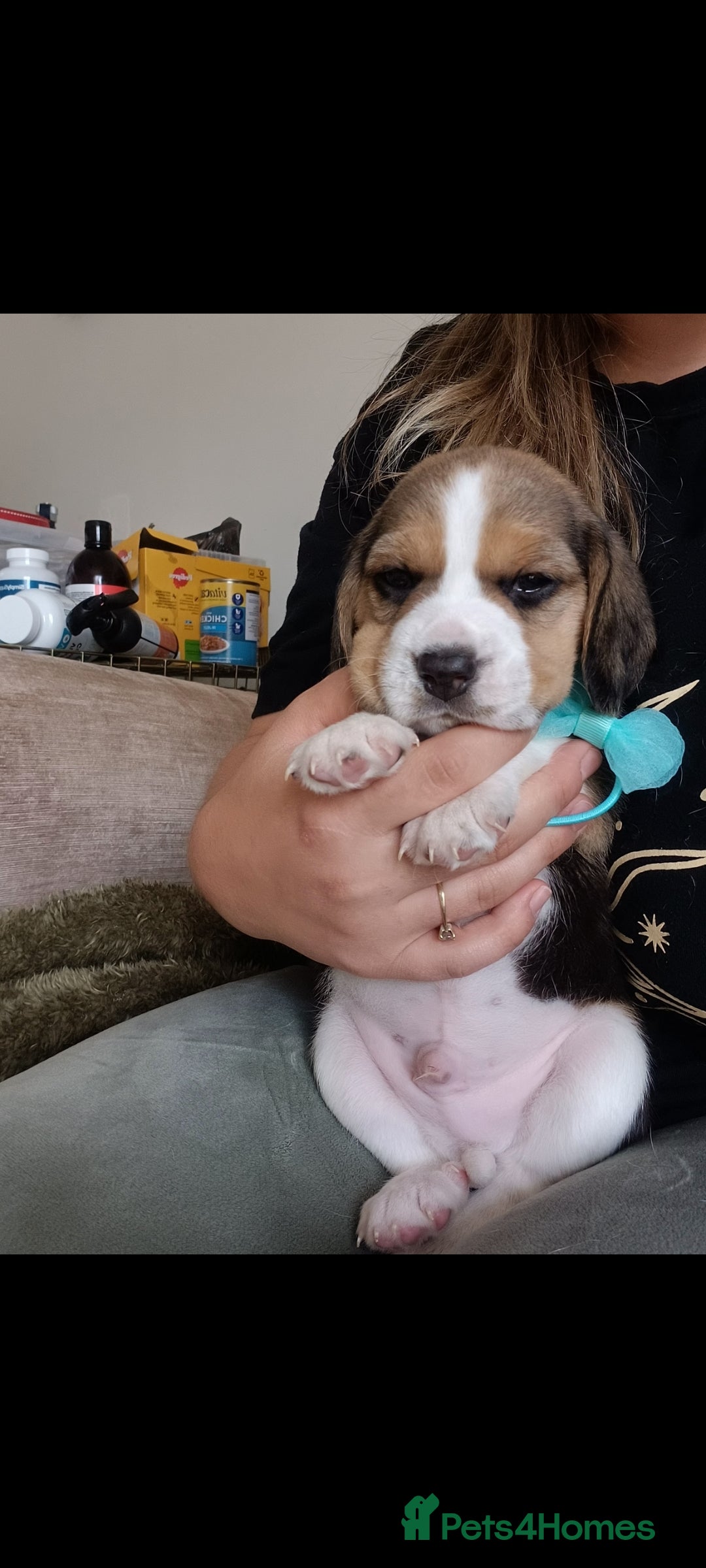 Beagle dogs for sale: Really cute beagle puppies !🐶🐶❤️ - Image 11