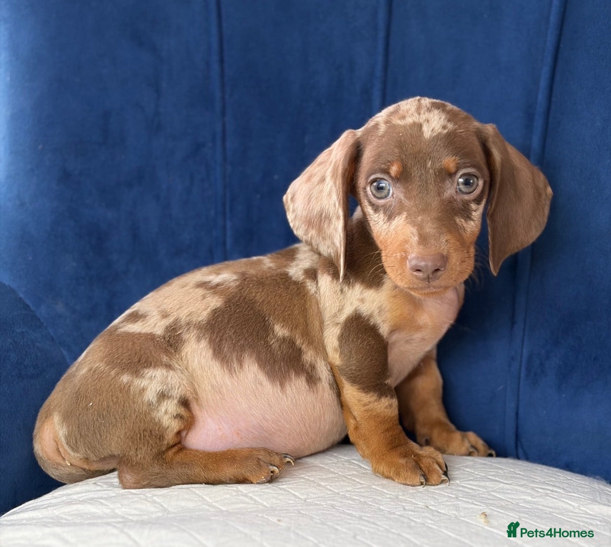 Miniature Dachshund dogs Miniature Dachshunds Ready to leave  - Advert 10