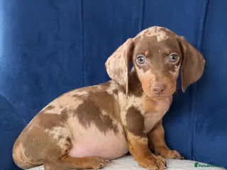 Miniature Dachshund dogs Miniature Dachshunds Ready to leave - Advert 10