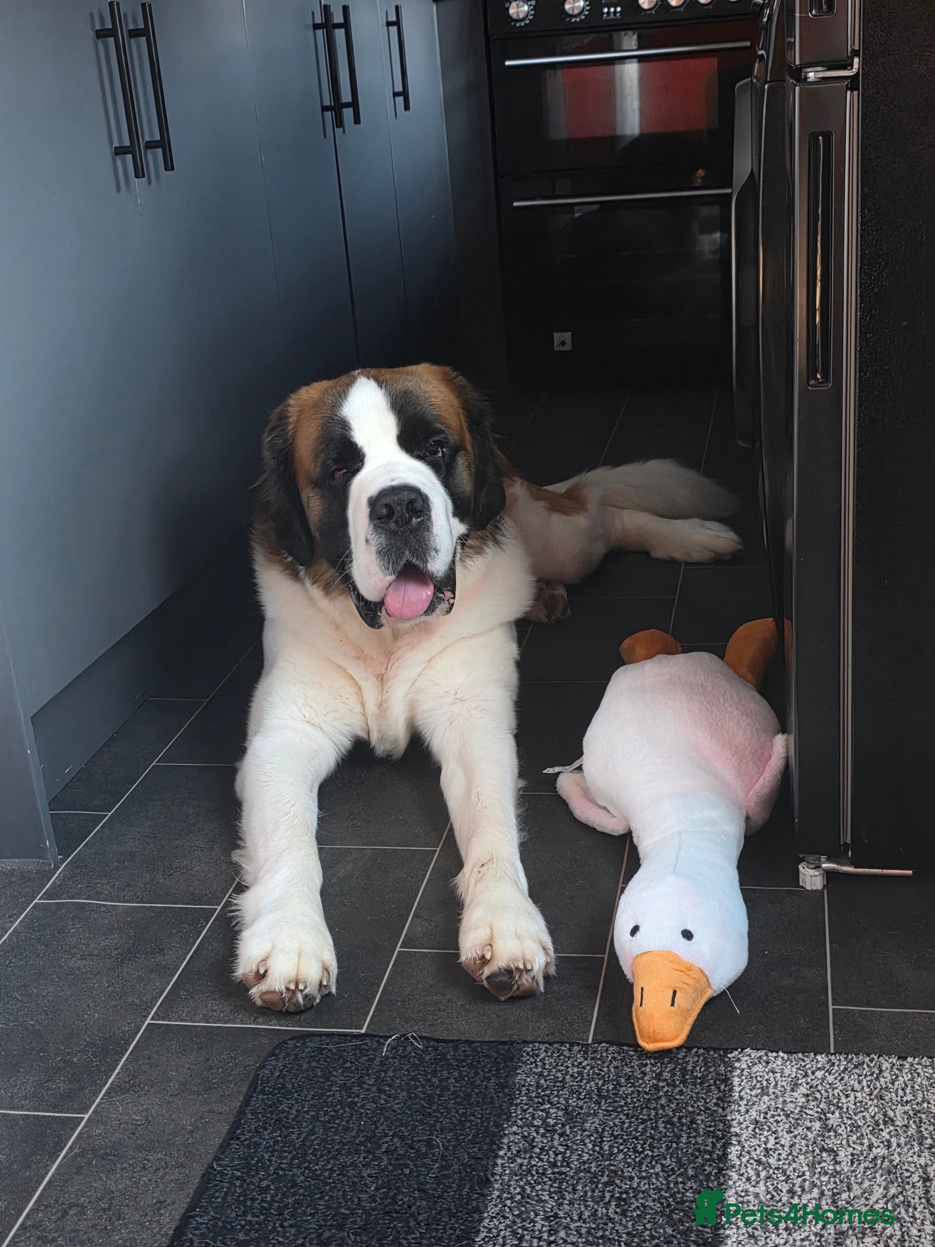 Saint Bernard dogs Kc registered st bernard 17months - Advert 3