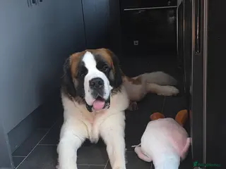 Saint Bernard dogs Kc registered st bernard 17months - Advert 3