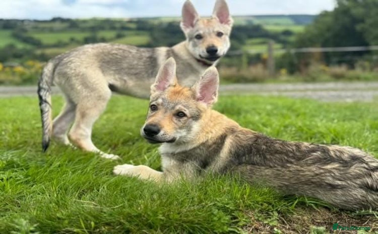 Saarloos Wolfdog dogs - Advert 1