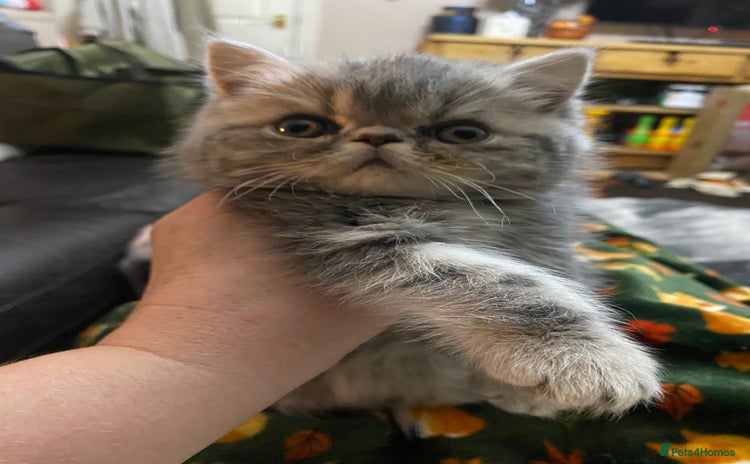 Exotic cats - Advert 5