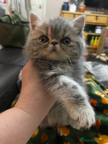 Exotic cats - Advert 5