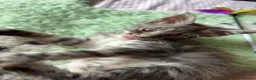 Maine Coon cats for sale: XL European Mainecoon kittens  - Advert 3