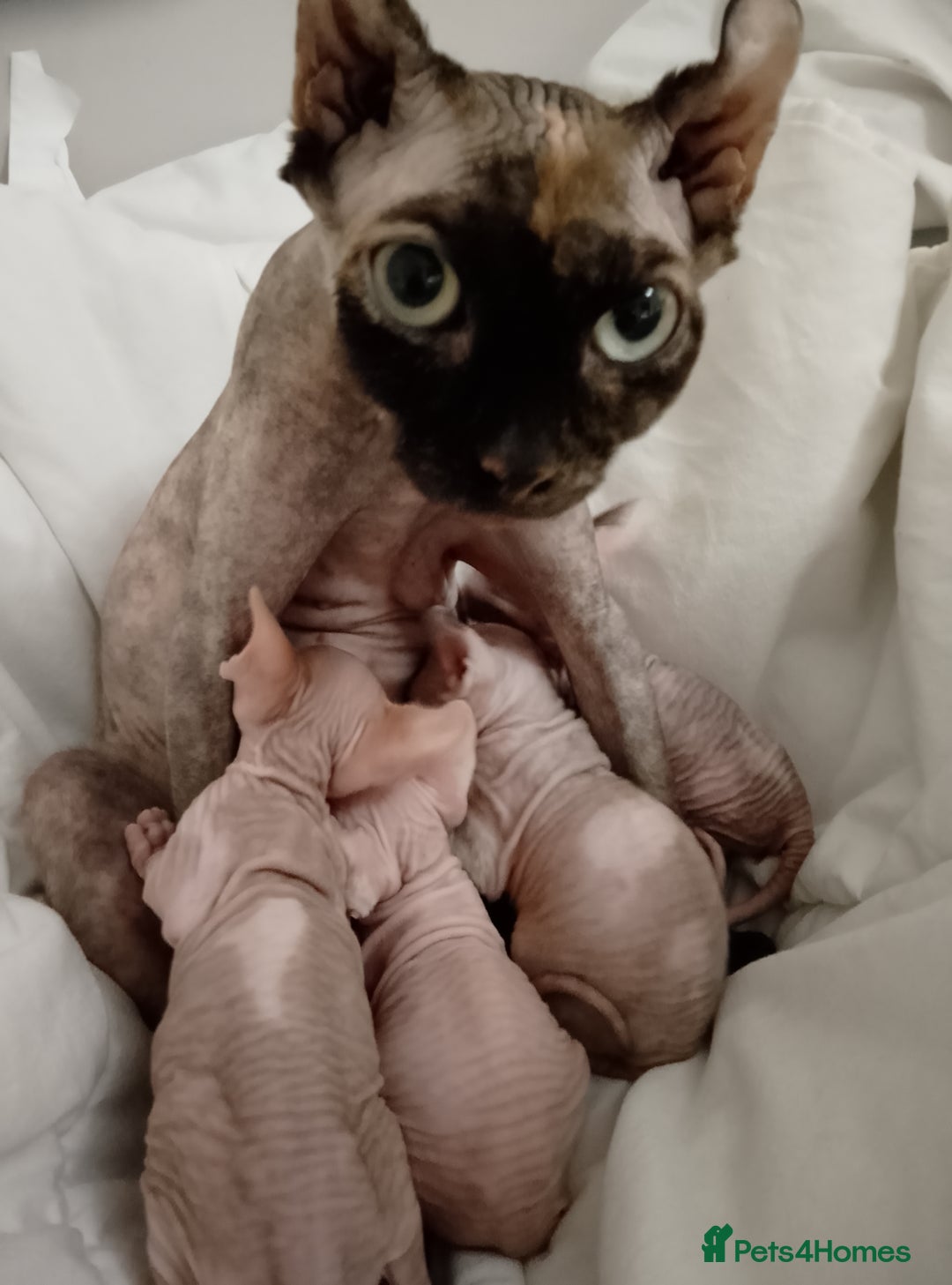 Sphynx cats for sale: Purebred Sphinx available.  - Image 16