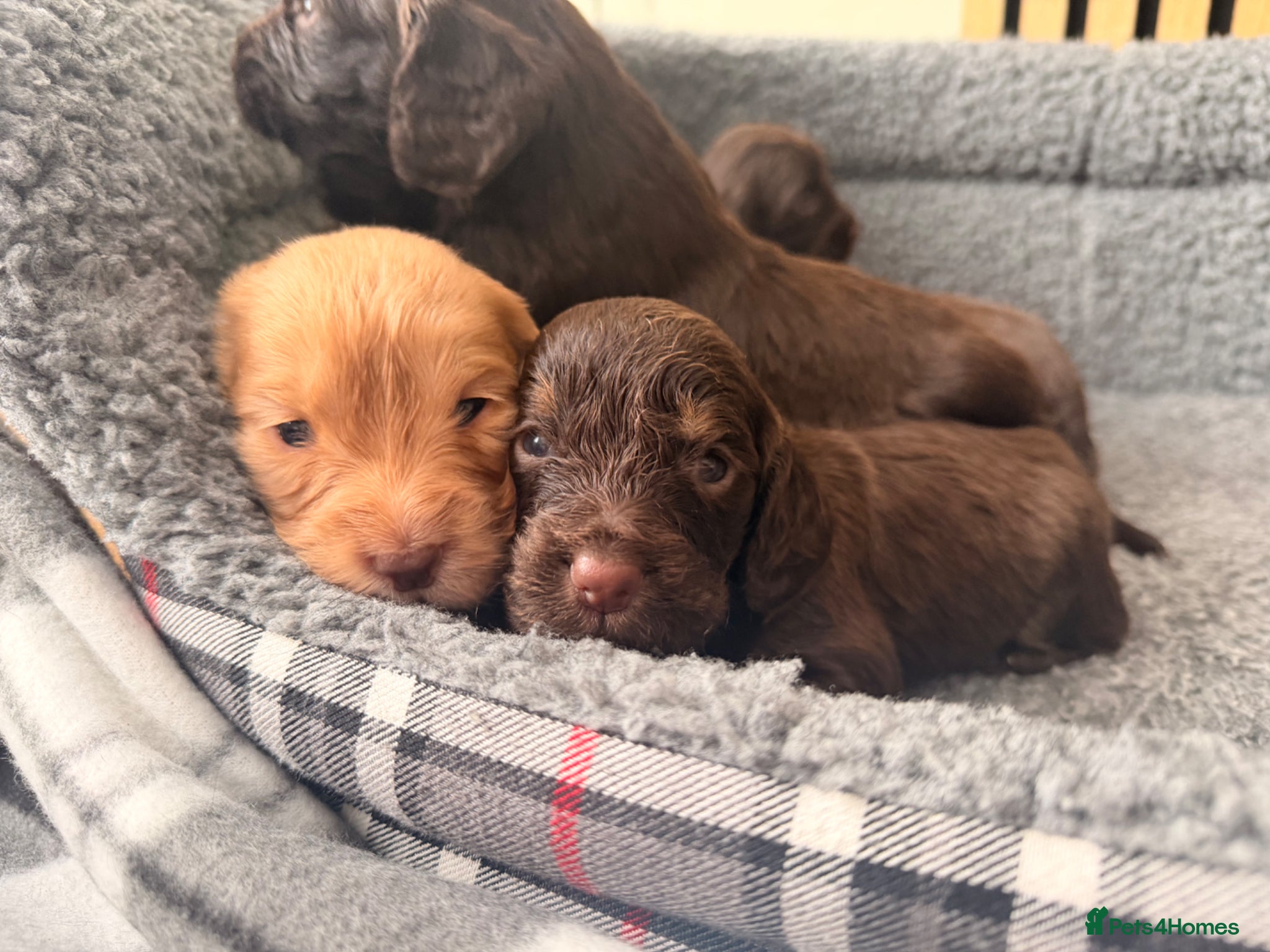Cocker Spaniel dogs Beautiful Working Cocker Spaniels - Advert 1