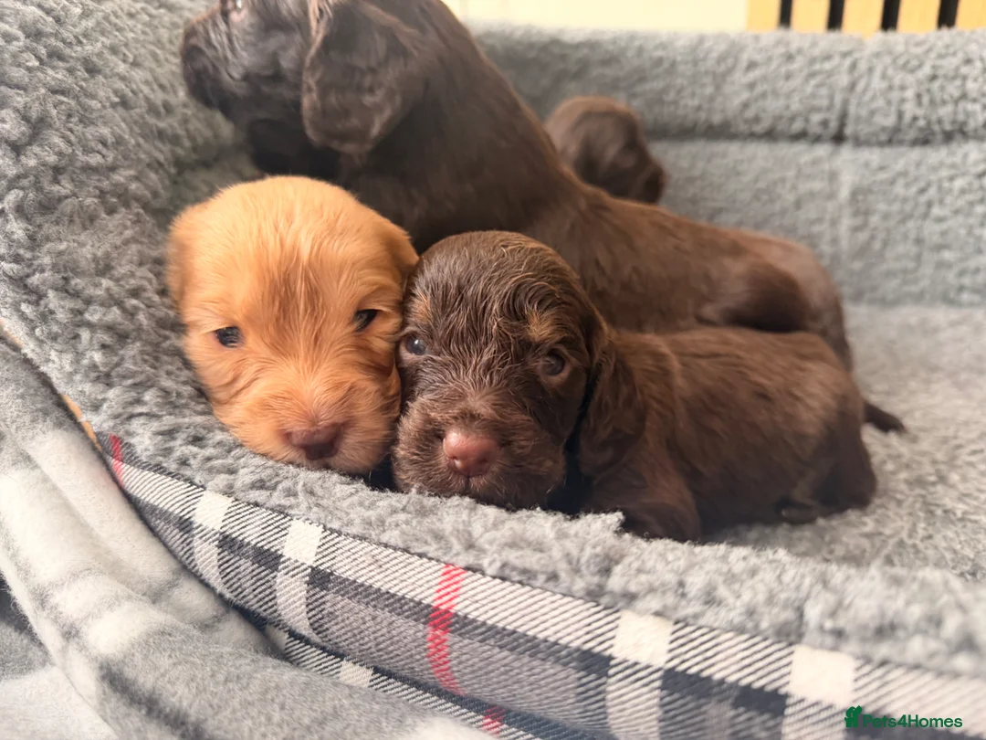 Cocker Spaniel dogs for sale: Beautiful Working Cocker Spaniels - Advert 1