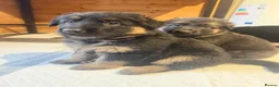 German Shepherd dogs for sale: German Shepherd Puppies – Healthy, Socialised  - Advert 4