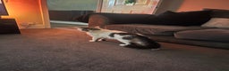 Domestic Shorthair cats for sale: Stray Male cat free - Advert 4