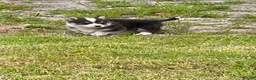 Welsh Corgi Pembroke dogs for sale: Pembroke Corgi pupp for sale in Corwen - Advert 4