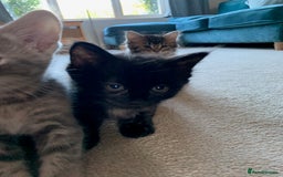 Mixed Breed cats for sale: Kittens for Sale - Image 10